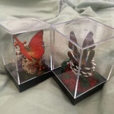 Beautiful miniature encased butterfly collection piece picture