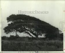 1977 Press Photo Oak tree on Pirate's Beach on west Galveston Island - hcx21021 picture