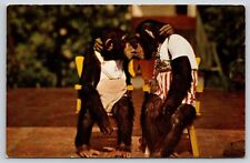 Postcard Kissing Chimps Monkey Jungle Miami Florida Chimpanzee Pan troglodytes picture
