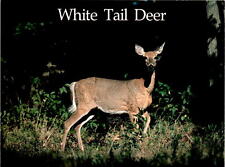 Eau Claire, Wisconsin, natural beauty, wildlife, White Tail Deer, Seth  Postcard picture