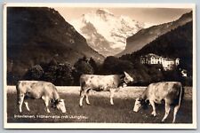 Cows in Field Interlaken Hohematte Jungfrau Switzerland Real Photo RPPC Postcard picture