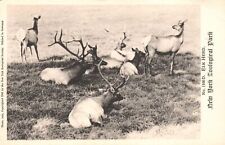 Vintage Postcard Deer On Pastoral Grounds New York Zoological Park picture
