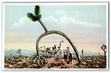 c1940s Yucca Trees Mojave Desert Near Barstow California CA Unposted Postcard picture