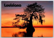 Louisiana Bald Cypress Sunset Postcard picture