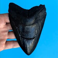 Megalodon Fossil Shark Tooth 💥 4.9