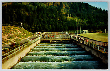 c1960s Bonneville Dam Fish Loaders Columbia River Oregon Vintage Postcard picture
