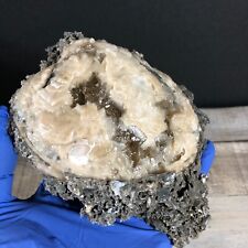 1.10lb  Florida Honey Calcite Crystal Cluster Clam Fossil Specimen w Matrix WE-2 picture