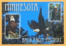  Postcard MN: Minnesota Bald Eagle  picture