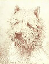 1930s Antique West Highland White Terrier Print Dog Illustration Art Print 4298s picture