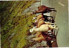 Vintage Postcard 4x6- A group of llamas , Peru Posted 1960-80s picture