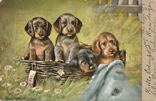 Four Puppies In A Wicker Basket Postcard - 1906 picture
