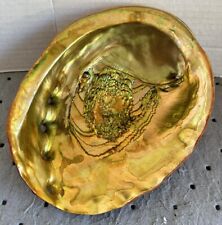 Vintage Large 8.25” Trophy Red Abalone Shell Haliotis Rufescens w/ Barnacle MINT picture
