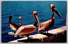 Peculiar Bird Pelican Ocean Postcard UNP VTG Mirro Unused Vintage Chrome picture
