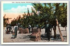Postcard Farm Workers Picking Apples Sebastopol California c1920s picture