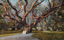 Le Conte Oak University of California Berkley c1910 Postcard picture