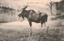Bull Moose in Maine ME c.1908 Postcard A49 picture
