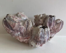 Real Purple Acorn Barnacle Cluster 2 lbs lovely purple beautiful specimen NICE picture
