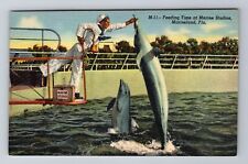 Marineland FL-Florida, Porpoise Feeding Time, Trainer, Vintage Souvenir Postcard picture