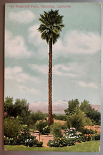 Vintage Postcard 1907-1915 The Roosevelt Palm, Riverside, California (CA) picture