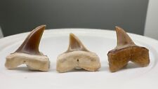 Group of 3 Fossil LONGFIN MAKO Shark Teeth - Ica, Peru picture