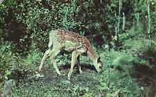 Vintage Postcard Nature's Darling Young Deer Greetings from West Branch Michigan picture