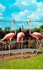 1960's Florida's Graceful PINK Flamingos Natural color Unused Postcard  picture