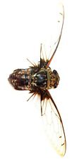 HEMIPTERA, CICADIDAE, ORIENTOPSALTRIA BEAUDOUINI from THAILAND picture