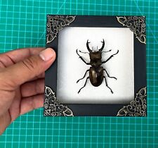 4.7x4.7 Black Framed Beetle Gothic Decor Real Insect Bug Taxidermy Gift For Men picture