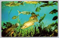 Postcard FL Florida's Silver Springs Fish In The Water Chrome UNP A15 picture