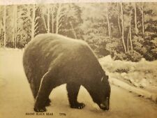 C 1910 Maine Black Bear Litho By American Art Post Card Co Brookline MA  picture