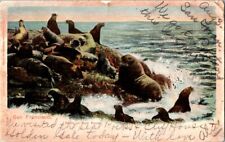 Seals on Seal Rocks San Francisco, California Postcard With 1905 Postmark picture