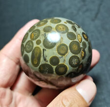 TOP 265 G 57mm Natural Polished Leopard print Money Agate crystHealing CC141 picture