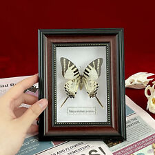 Beautiful Framed Butterfly Wall Decor Taxidermy Collectables Entomology Specimen picture