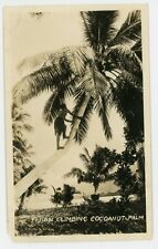 Vintage Photograph 1925 Fiji Fijian Climbing Palm South Seas Islands Sharp Photo picture