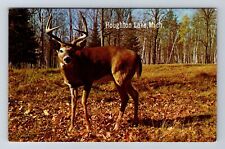 Houghton Lake MI-Michigan, General Greeting, Large Deer Antique Vintage Postcard picture