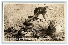 c1940's Rattle Snake Killing Rabbet Animals RPPC Photo Vintage Postcard picture