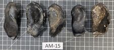 ** (HUGE) (5) Fossilized Whale Ear Bones (~790g) AM-15 picture