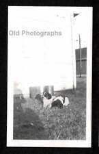 2 BIG PUPPIES DOGS BEHIND GARAGE w/PHOTOGRAPHER'S SHADOW OLD/VINTAGE PHOTO- M496 picture