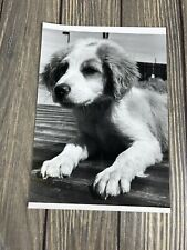 Vintage 1981 1982 Aurora Pet Dog Laying Photograph 6 3/8” x 9” picture