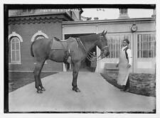 President Taft's horse - Surette c1900 Large Historic Old Photo picture