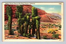 Red Rock Canyon CA-California, Joshua Cactus Trees, Vintage Postcard picture