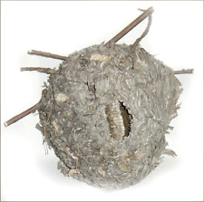 Paper WASP NEST Hive Hanging Taxidermy Decor MINNESOTA Abandoned Real NEST picture