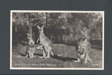 Real Picture Post Card Ca 1938 Sydney Australia Kangaroos picture