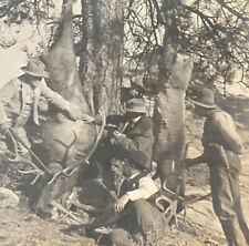 Montana Elk Hunt Final Chapter Up A Tree Hunters c1910s Keystone 12282 SA9 picture