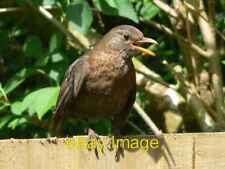 Photo 6x4 Hen blackbird on a fence, Swindon Coate/SU1882 Clearly upset a c2006 picture
