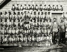 ANTIQUE REPRO PHOTOGRAPH PRINT DUCK HUNTING WALL FULL OF DUCKS picture