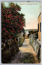 Oleanders St. Georges Bermuda — Antique Postcard picture