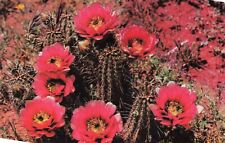 Postcard Scarlet Hedgehog Cactus Plant 1963 Desert Southwest Mexico NM AZ UT NV picture