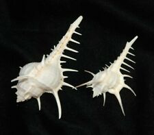 2 Unique Spiny Sea Shells 2