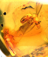 Two Isoptera (Termite), Fossil Inclusion in Dominican Amber picture